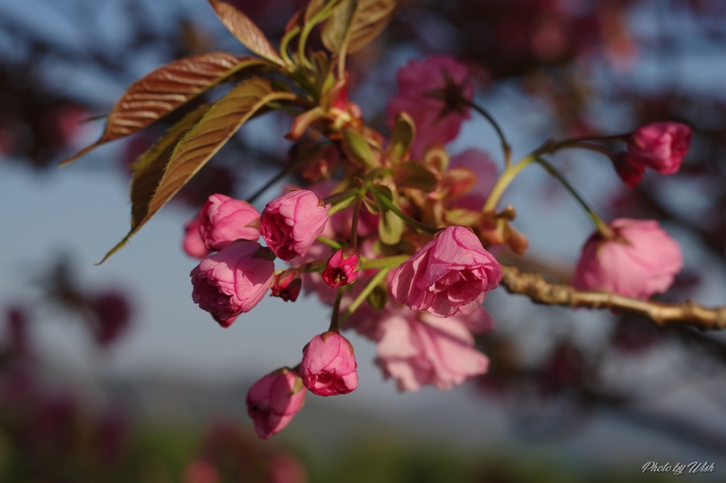 八重桜