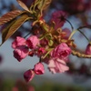 八重桜