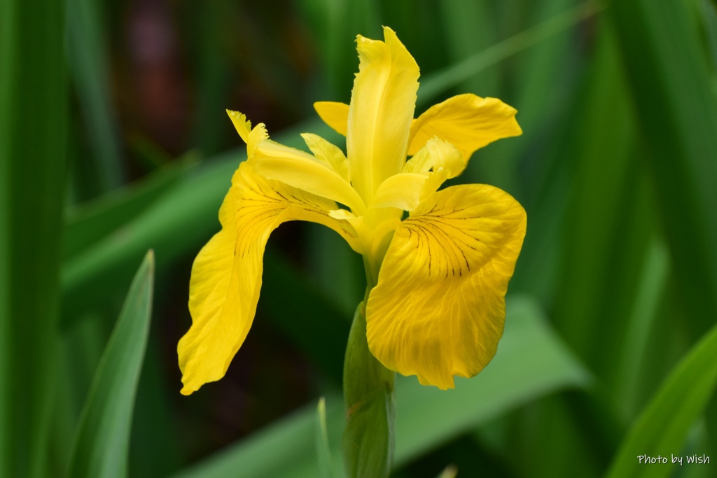 黄菖蒲
