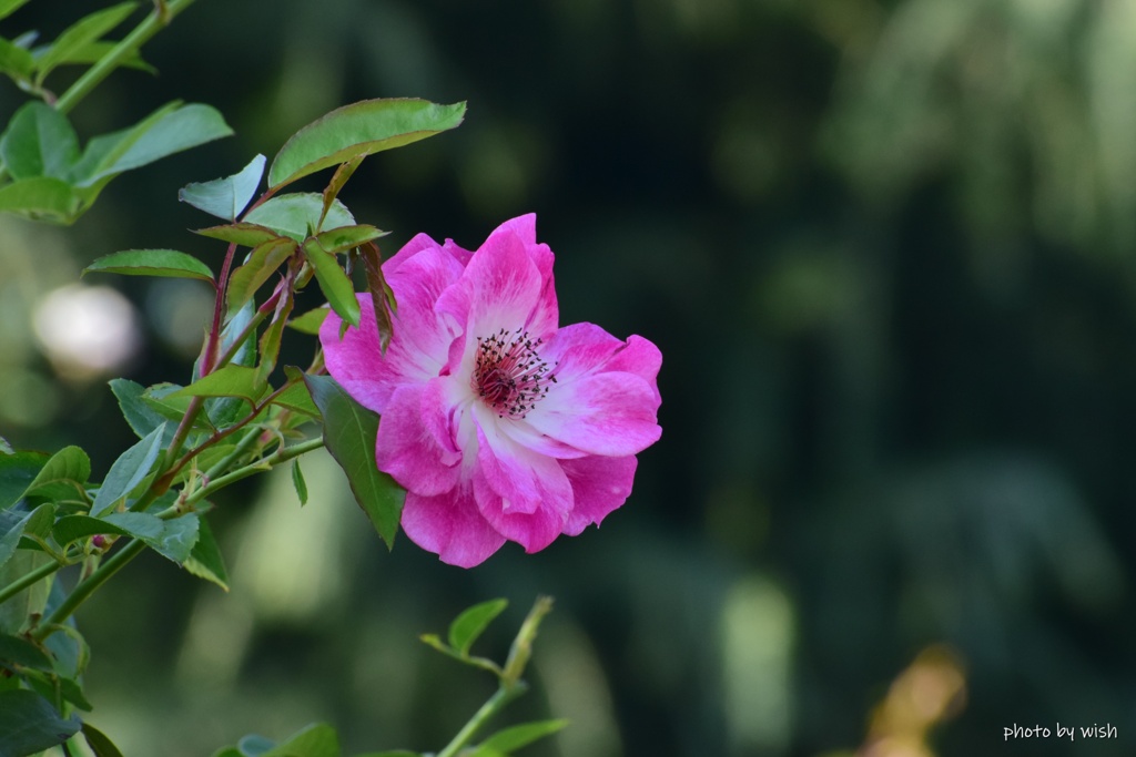 一輪の秋薔薇