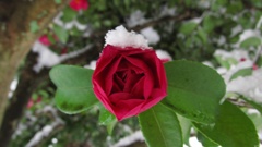 山茶花②
