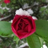 山茶花②