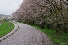 桜の花道