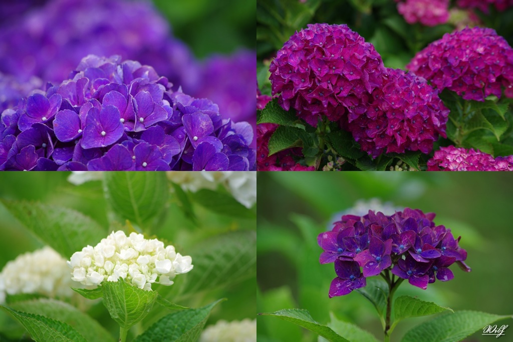 アジサイの表情②