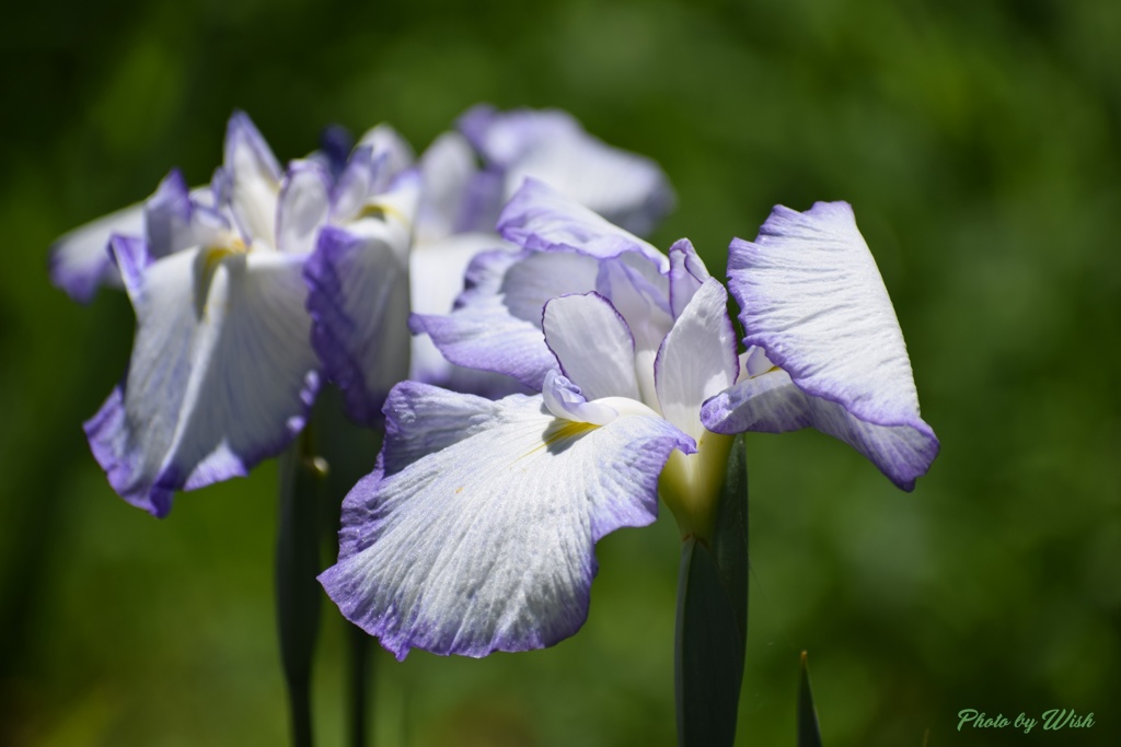 頼成の森