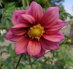 華やか
