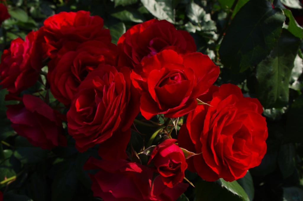 Red rose's