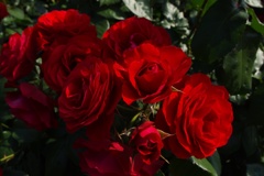 Red rose's