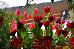 春の紅色の花達