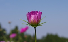 開花まじかのコスモス