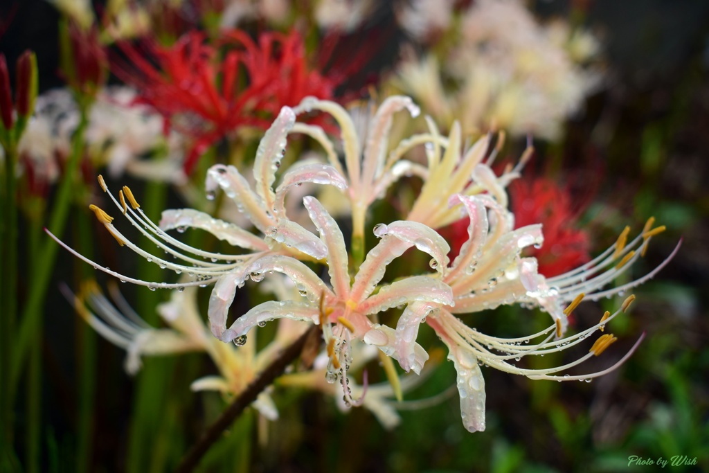 雨上がりの白い彼岸花