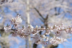 荘川桜