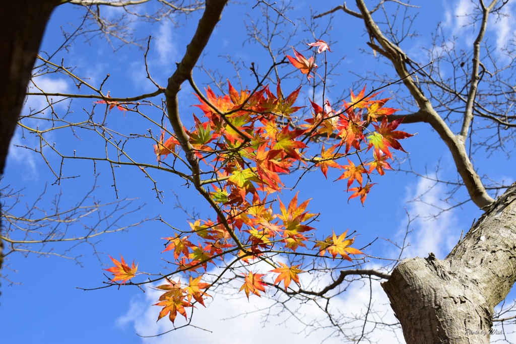 一枝の紅葉