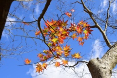 一枝の紅葉