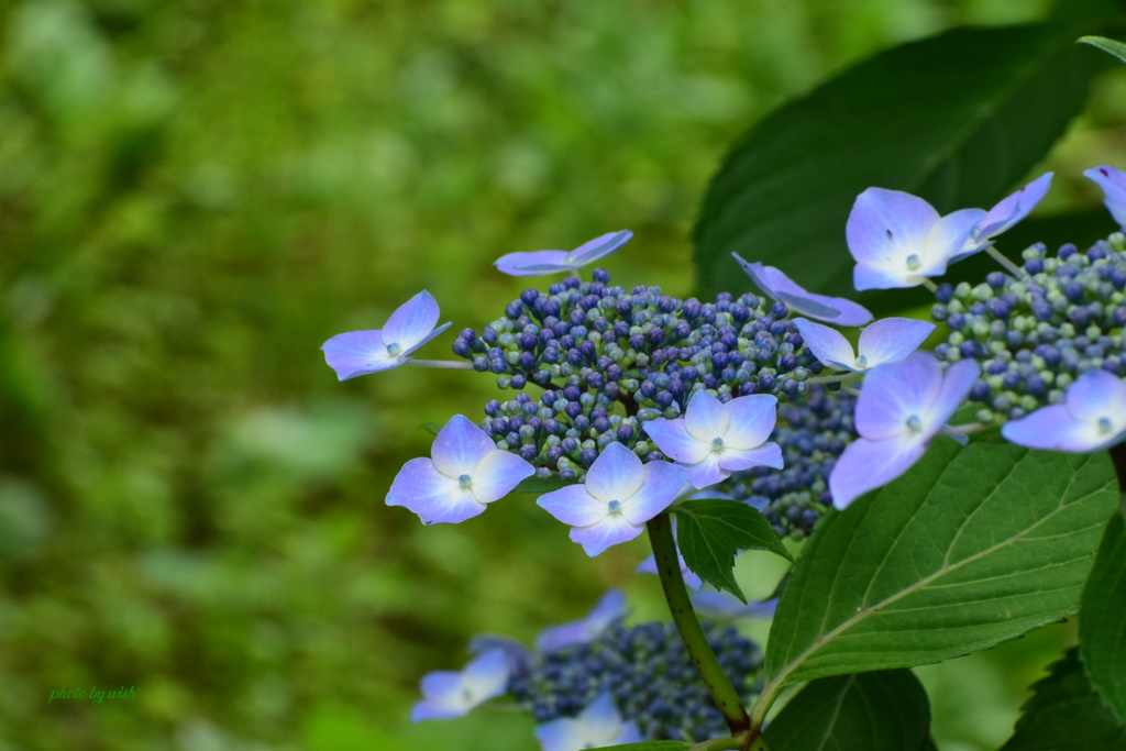 額紫陽花