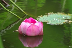 水面に浮かぶ蓮の花