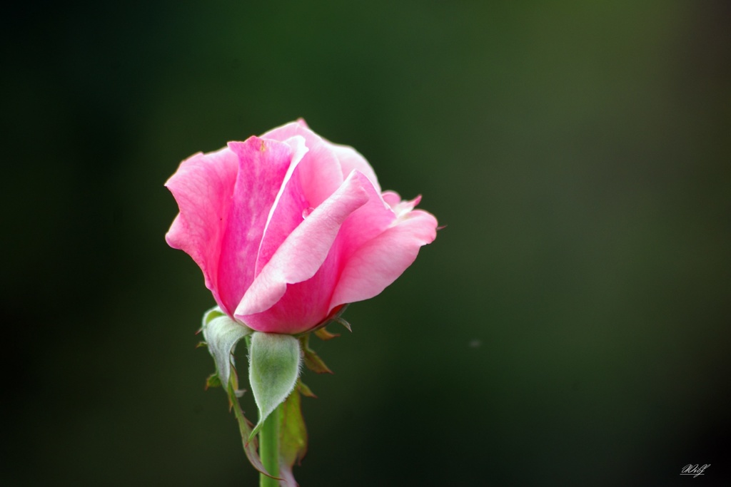 mini　Rose