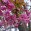 八重桜
