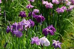 花しょうぶ