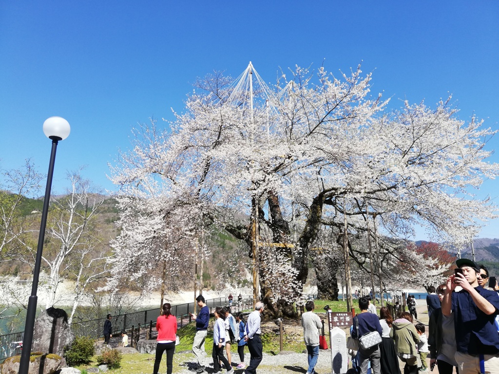 2019年　荘川桜