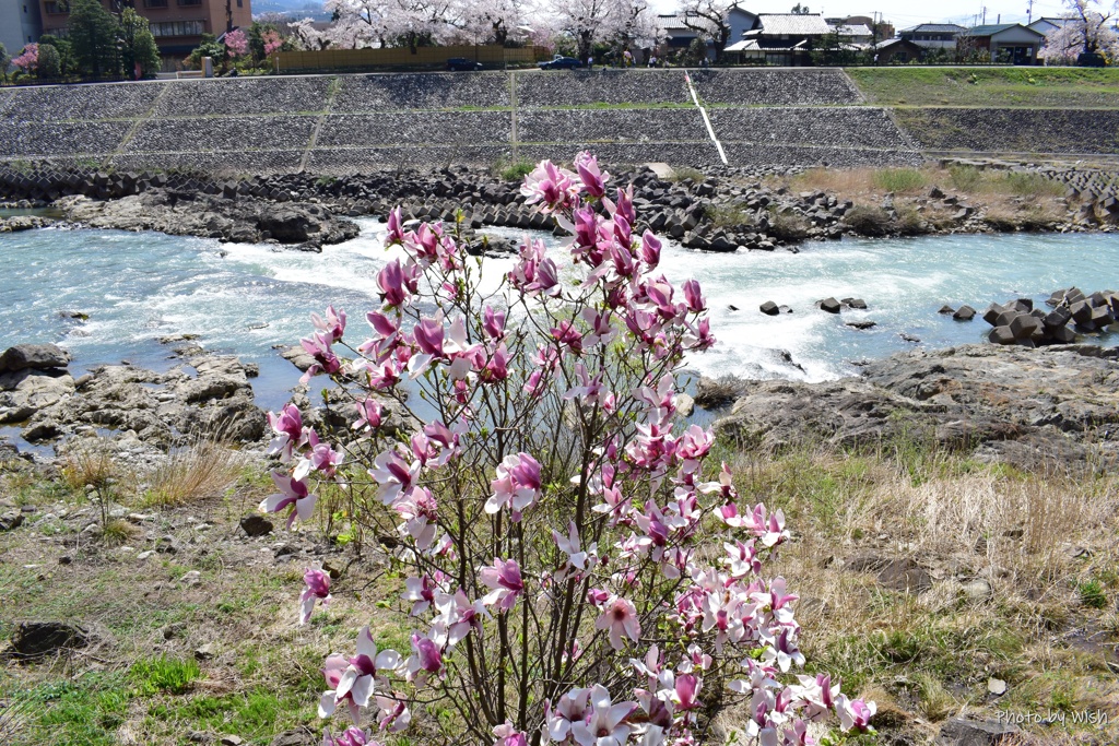 木蓮