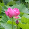 蓮開花