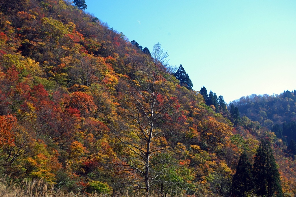 落葉樹と紅葉