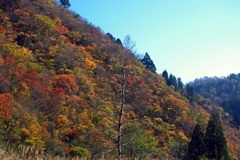 落葉樹と紅葉