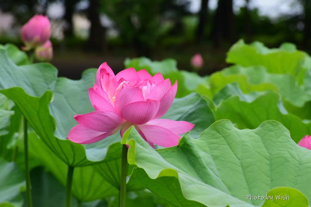蓮花