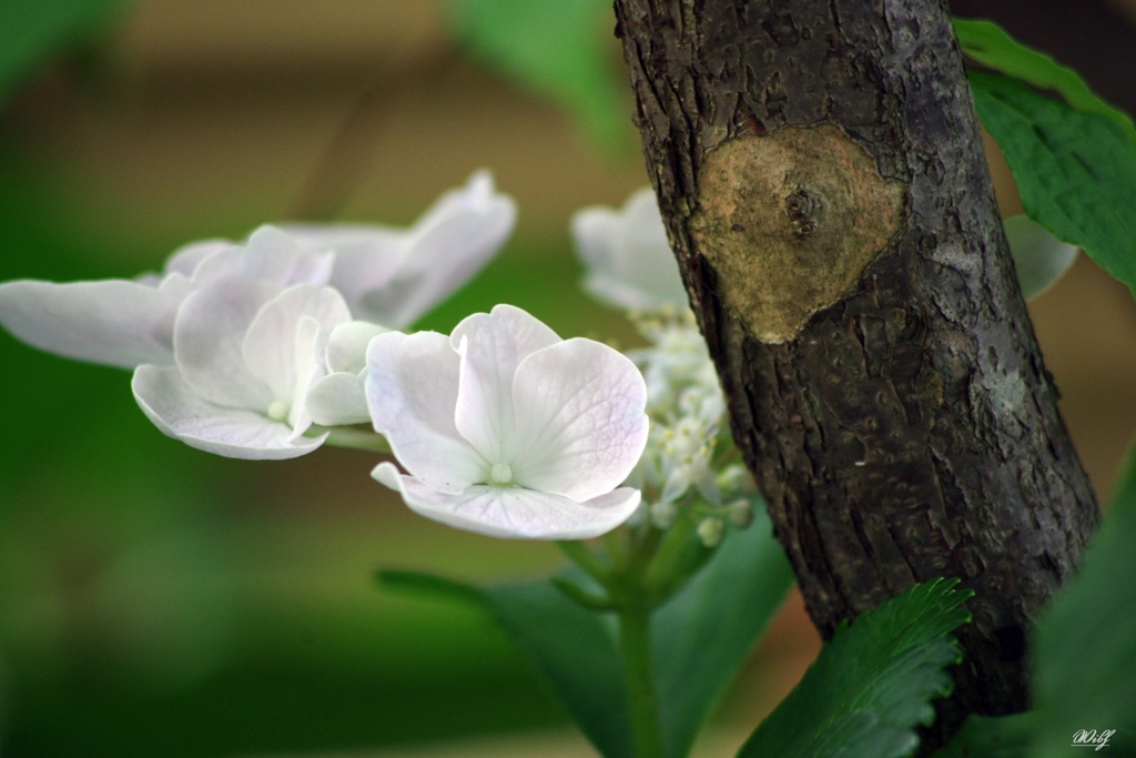 ひっそりと咲いていた紫陽花