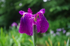 雨あがりの花菖蒲園