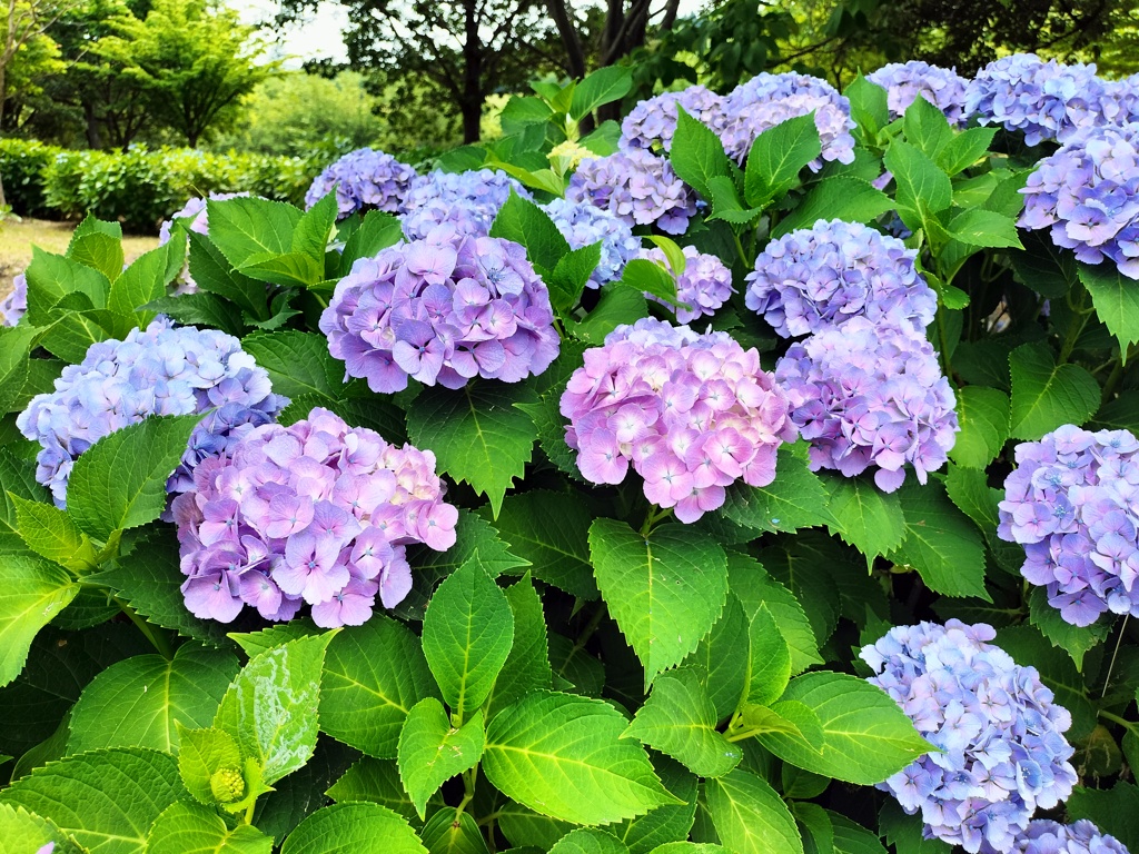 紫陽花の色付き