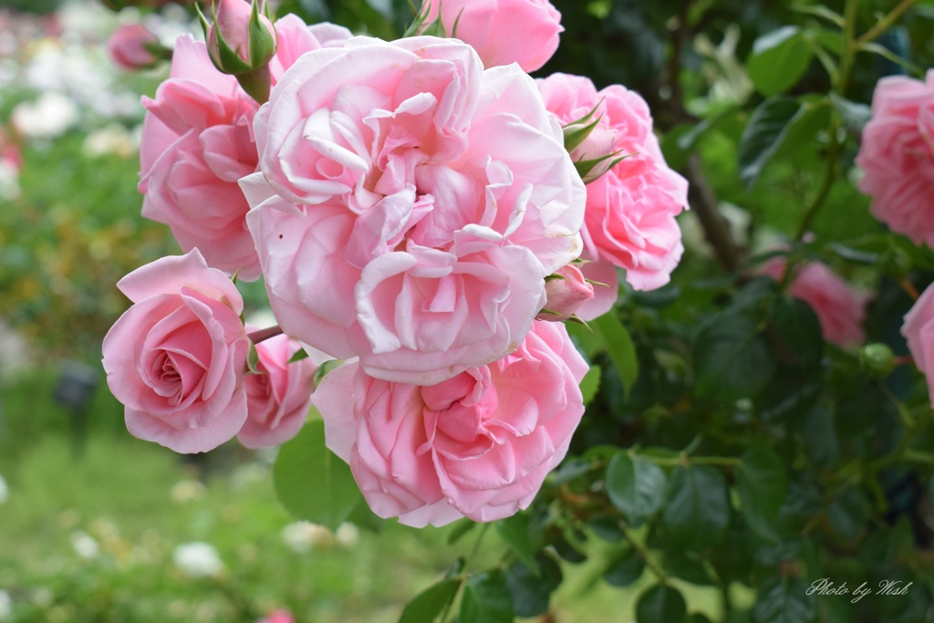 6月の薔薇