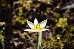 小さな花