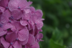 7月の紫陽花