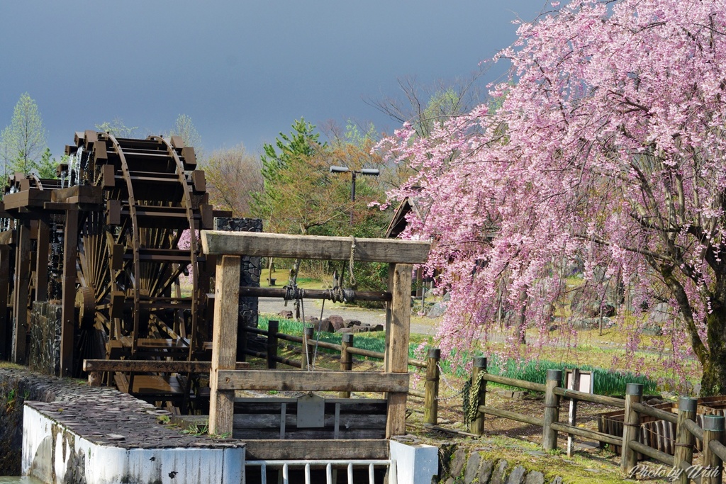 水車と枝垂桜