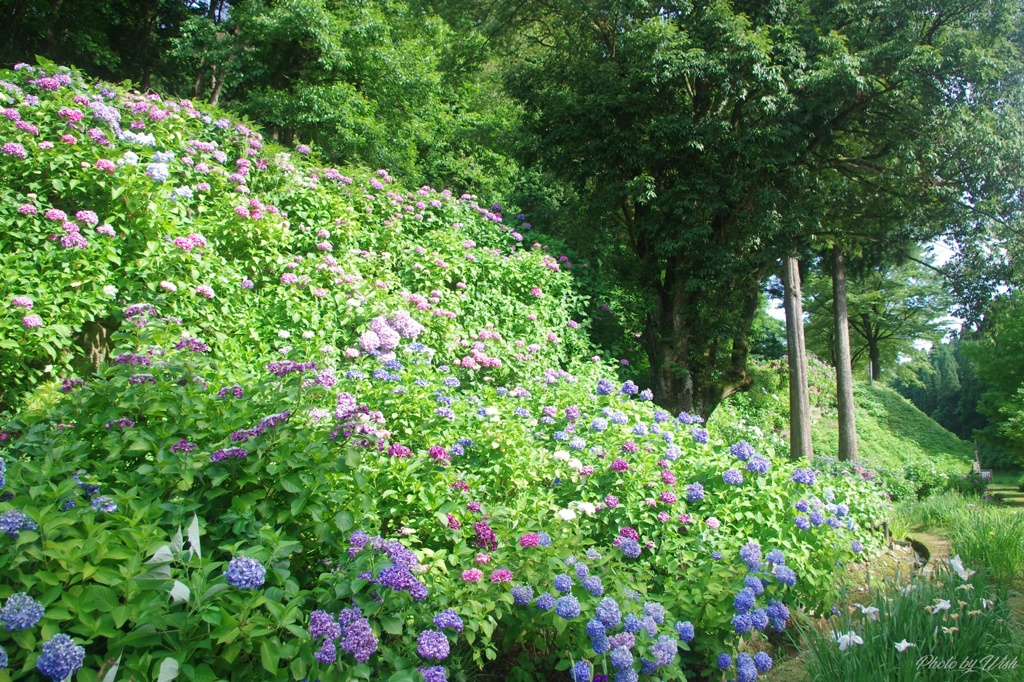 紫陽花が咲く斜面