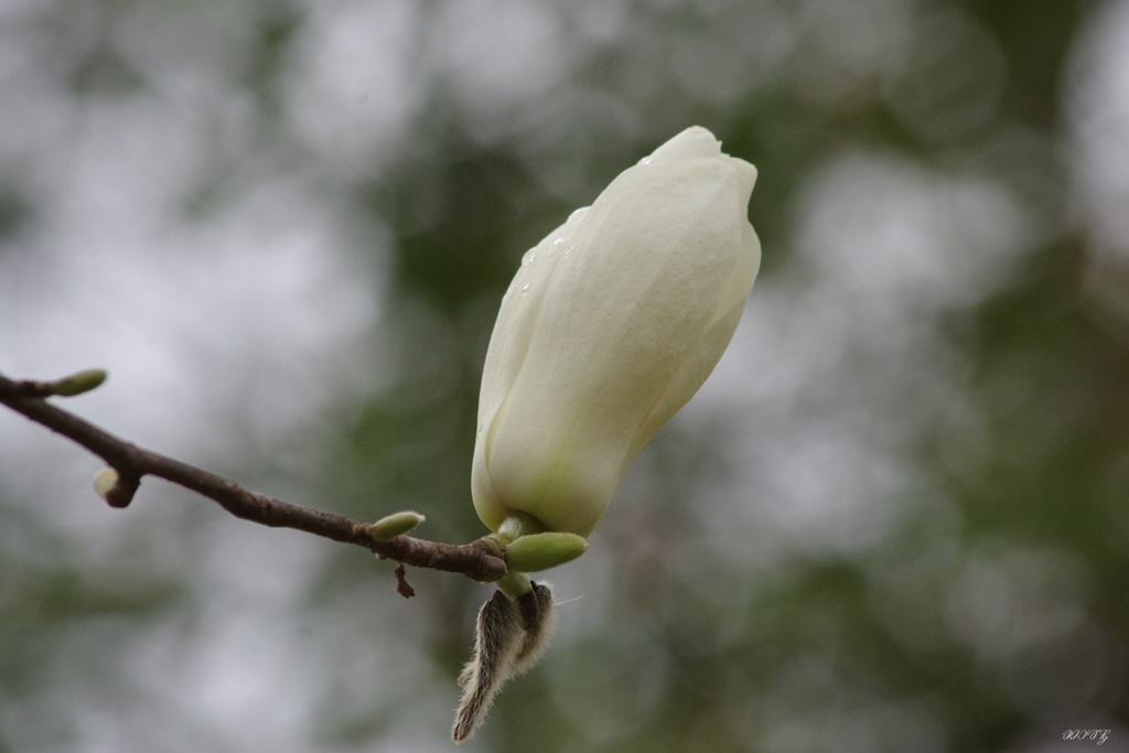 白木蓮：蕾から開花へ