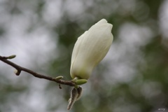 白木蓮：蕾から開花へ