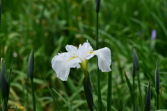 花菖蒲