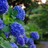 夕方の紫陽花