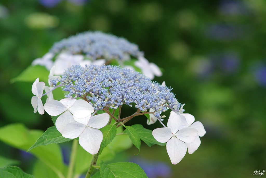 見頃の紫陽花：白色系