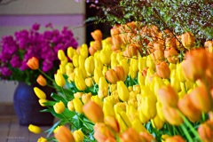 春色の花々