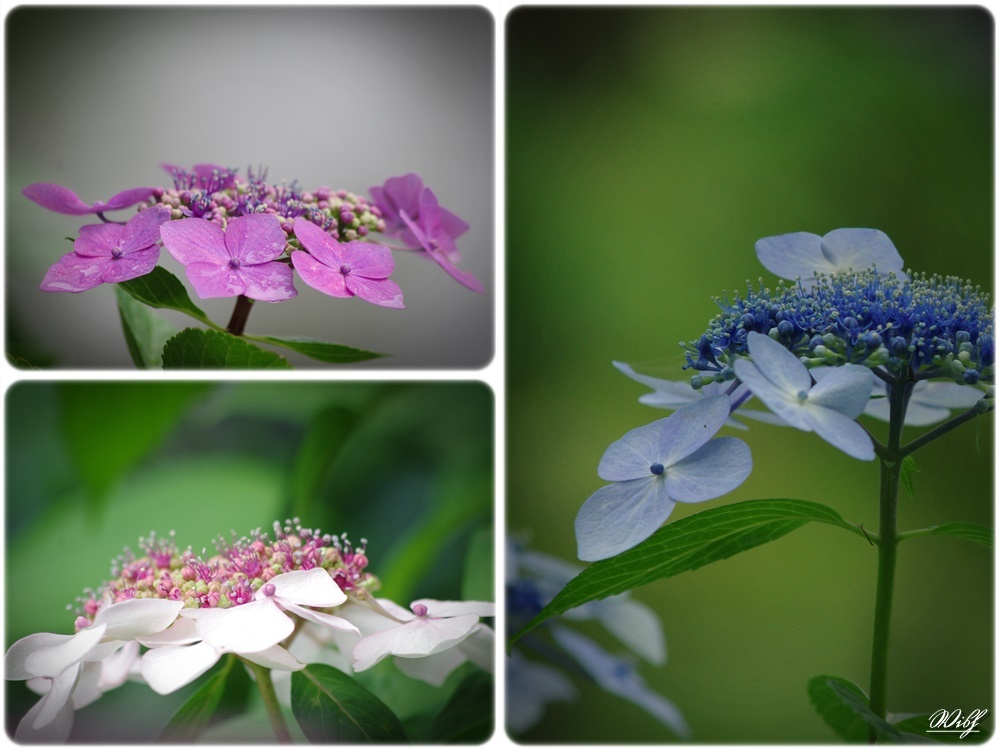 アジサイの表情③