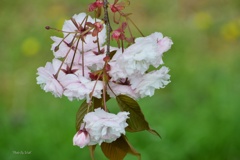 八重桜