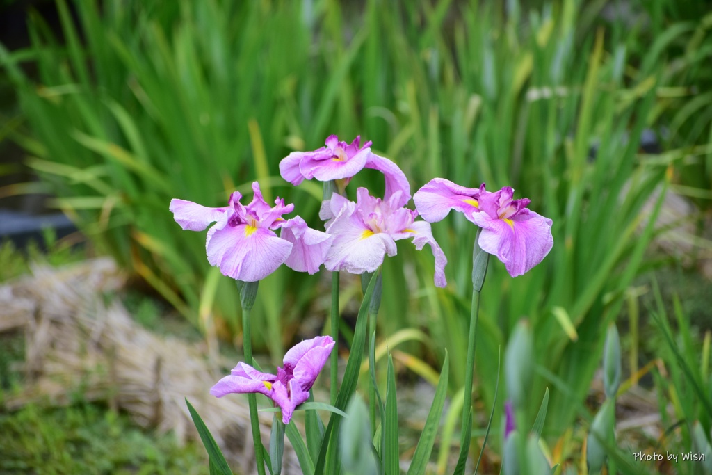 花菖蒲園