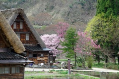 2019年菅沼の春風景