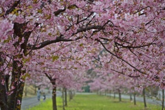 満開の桜並木