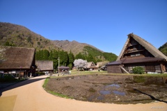 集落から見た山に咲く桜