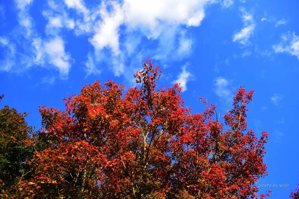 紅葉の季節